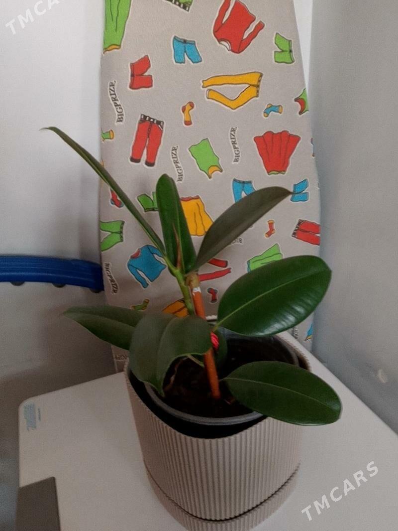 Фикус - 30 мкр - img 4