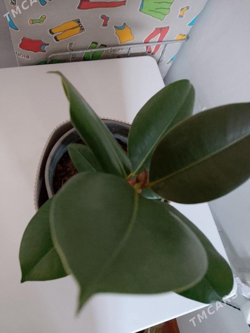 Фикус - 30 мкр - img 5