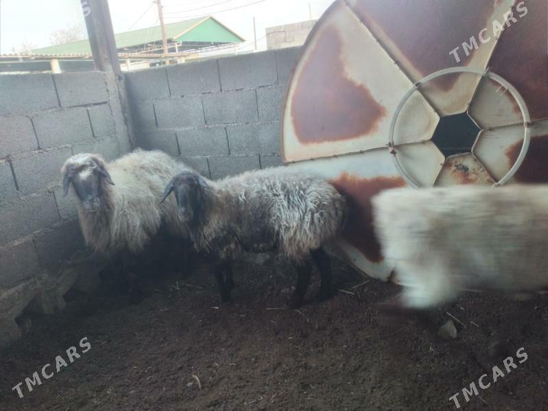 goyun semiz - Bereket - img 4