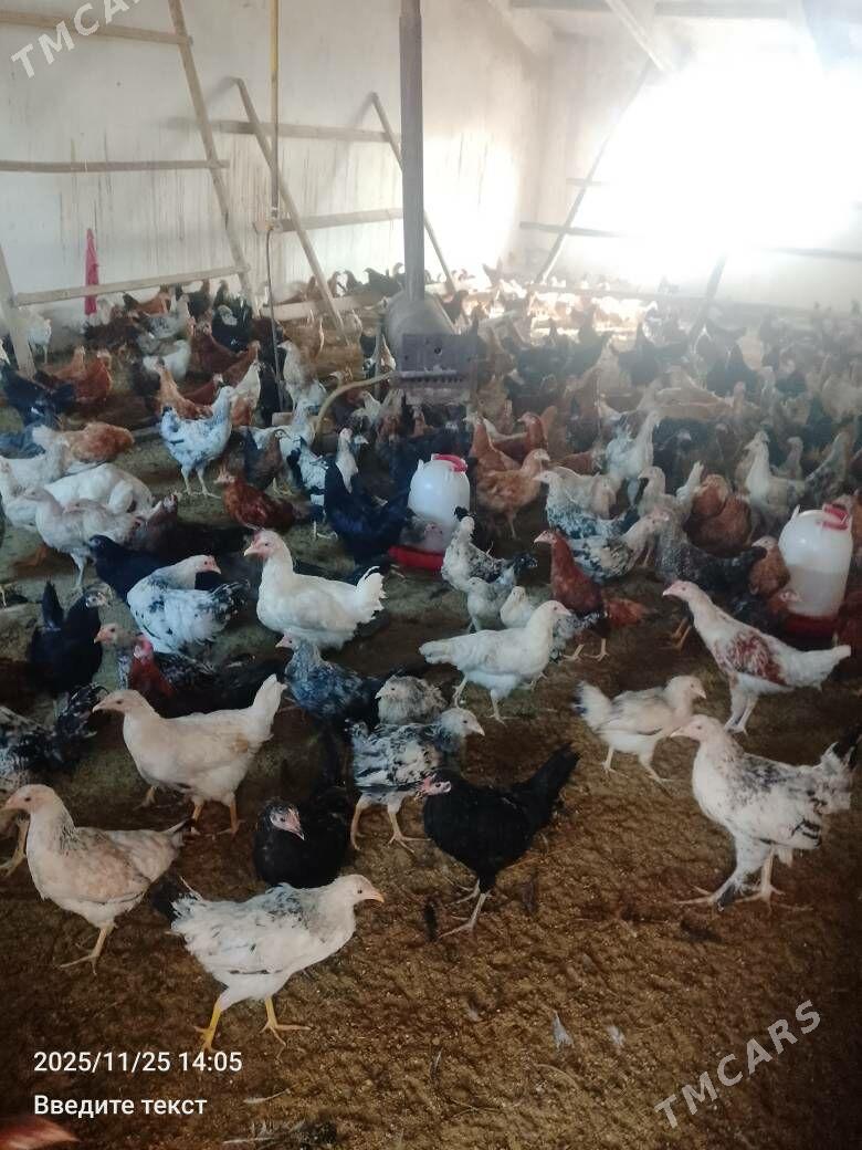 Towuk parodaly - Türkmenabat - img 3