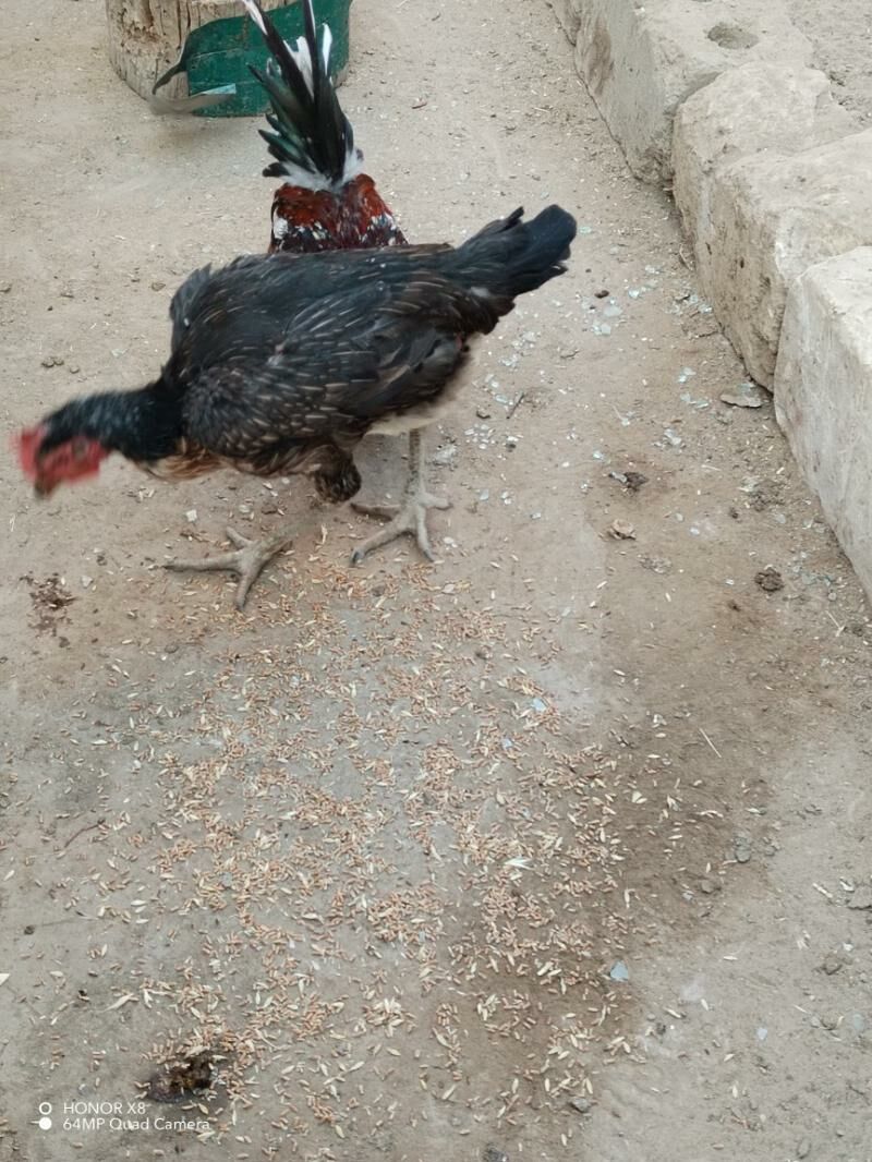 Байесовые куры - Туркменабат - img 6
