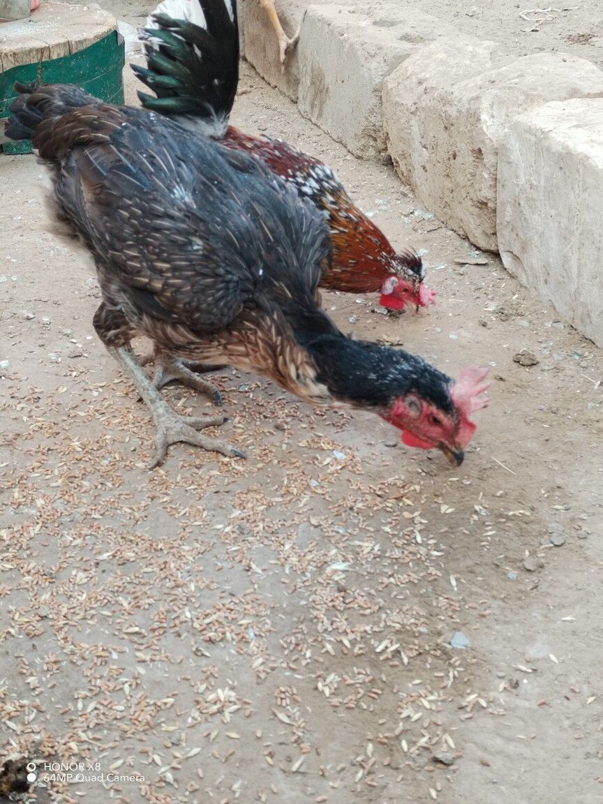 Байесовые куры - Туркменабат - img 5