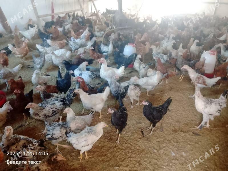 Towuk parodaly - Türkmenabat - img 4