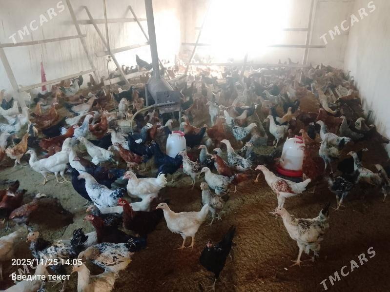 Towuk parodaly - Türkmenabat - img 2