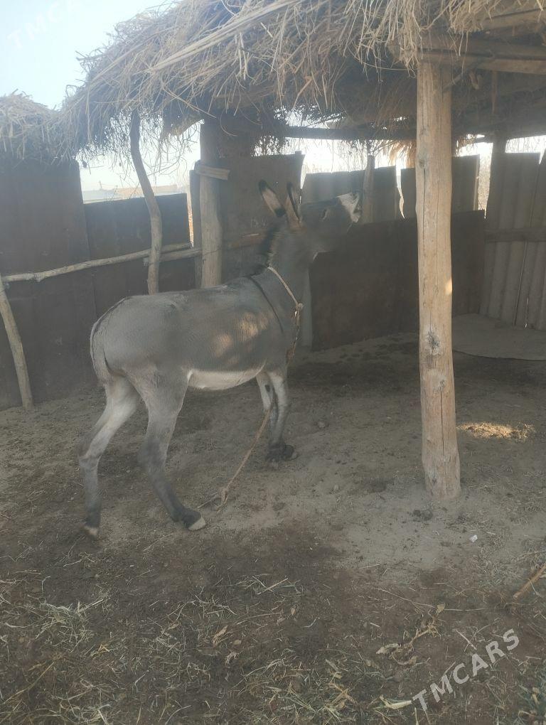 eşek we arawa - Farap - img 3