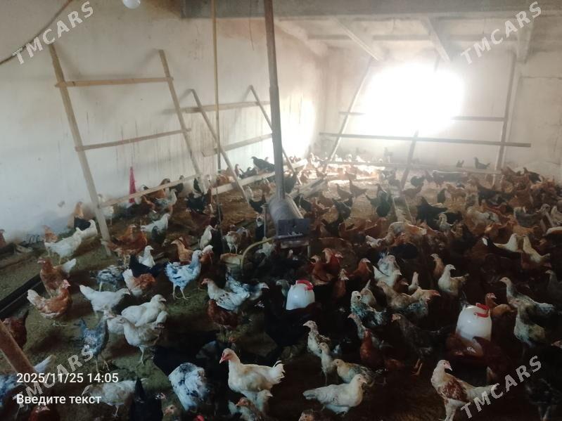 Towuk parodaly - Türkmenabat - img 5