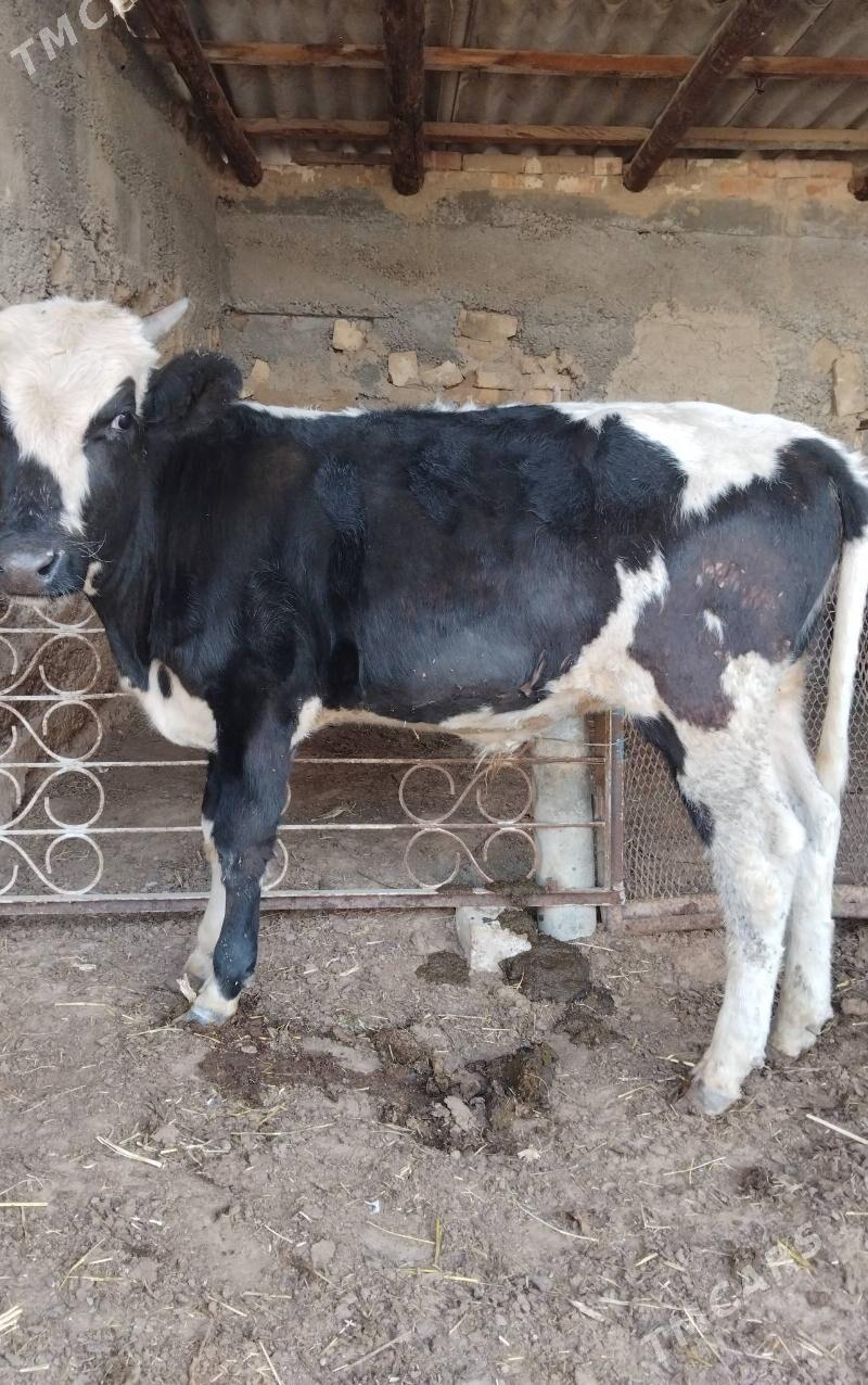 Öküz - Ашхабад - img 1