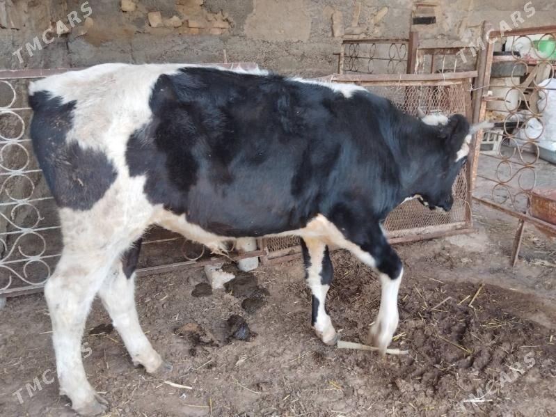 Öküz - Ашхабад - img 3