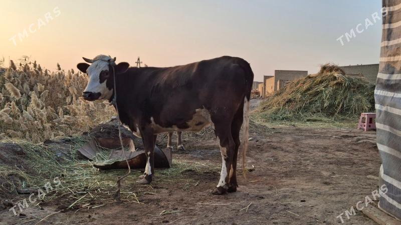 çornyy pyostra yetik - Çärjew - img 4