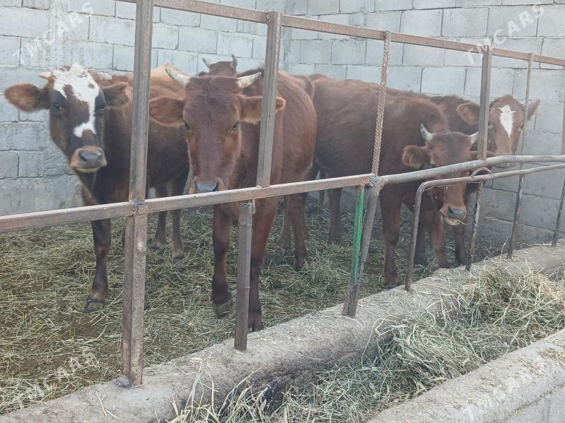 3 sany 2 ÿaşan gysyr tüwe - Гёкдепе - img 2