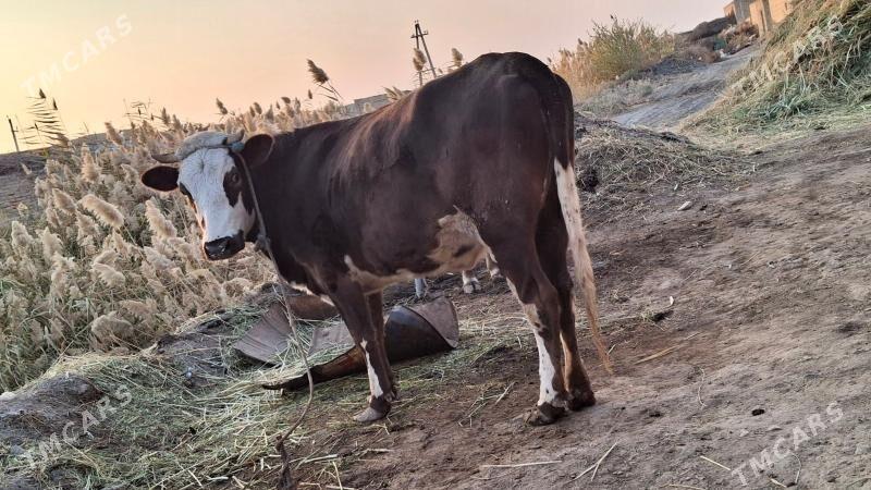 çornyy pyostra yetik - Çärjew - img 2