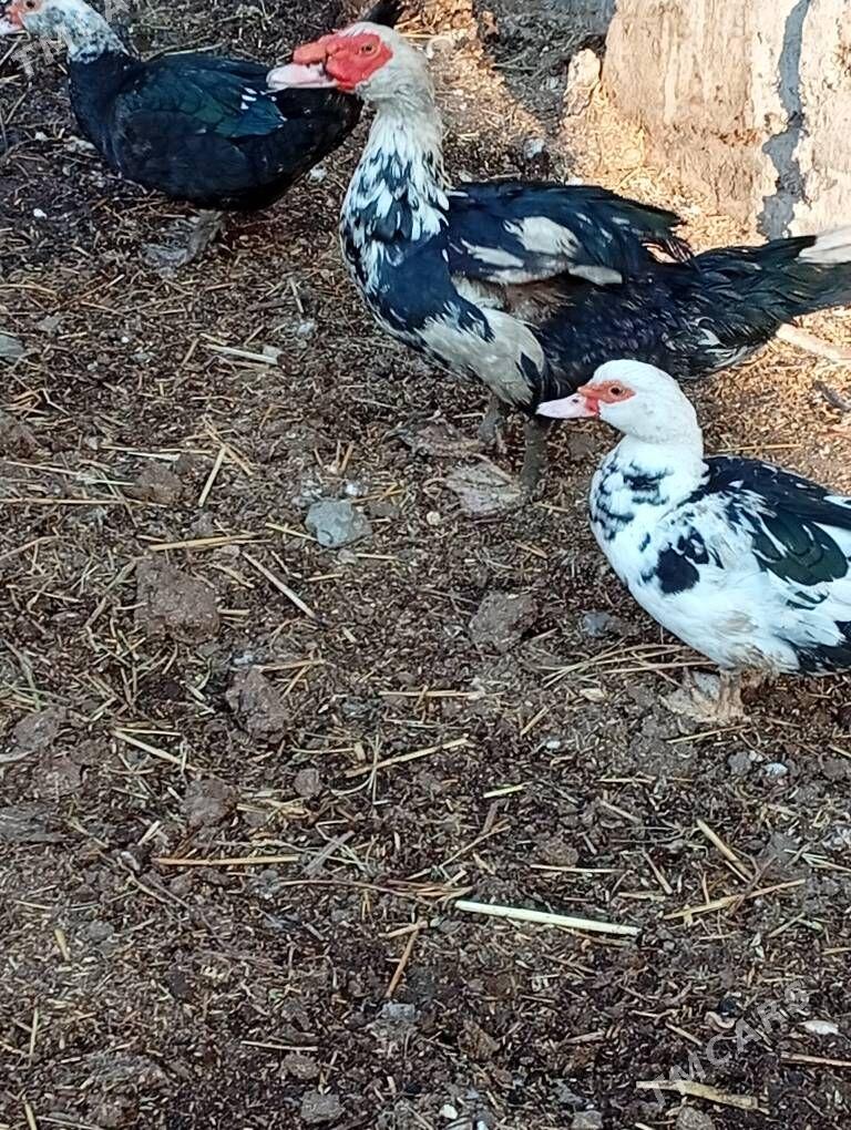 ordek muskus - Türkmenabat - img 3