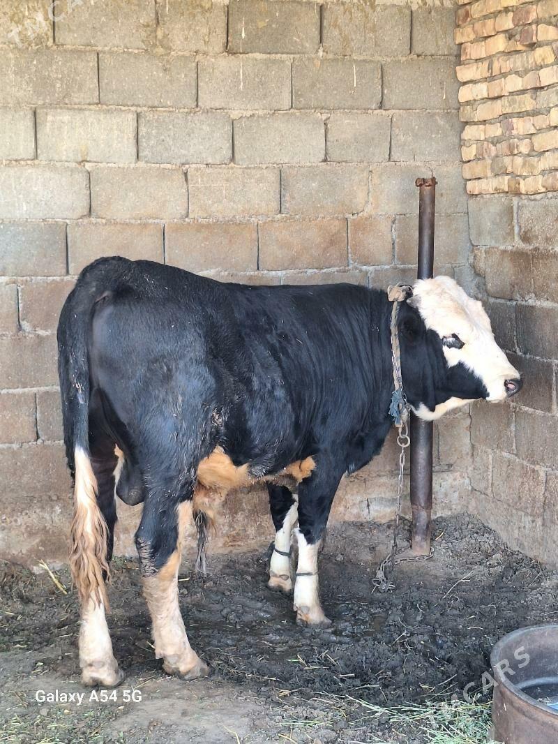 okiz - Gökdepe - img 4