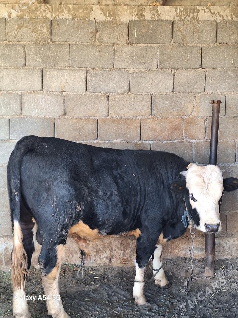 okiz - Gökdepe - img 3