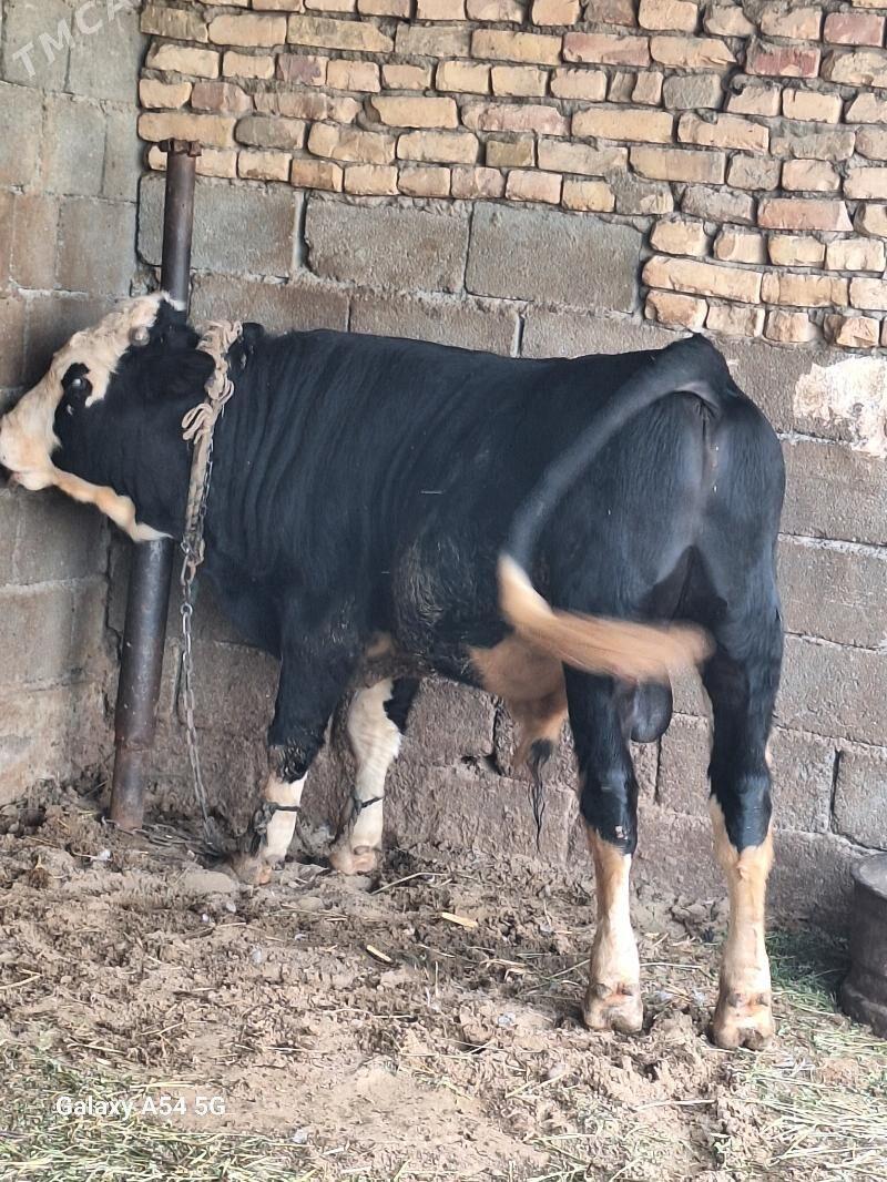 okiz - Gökdepe - img 5