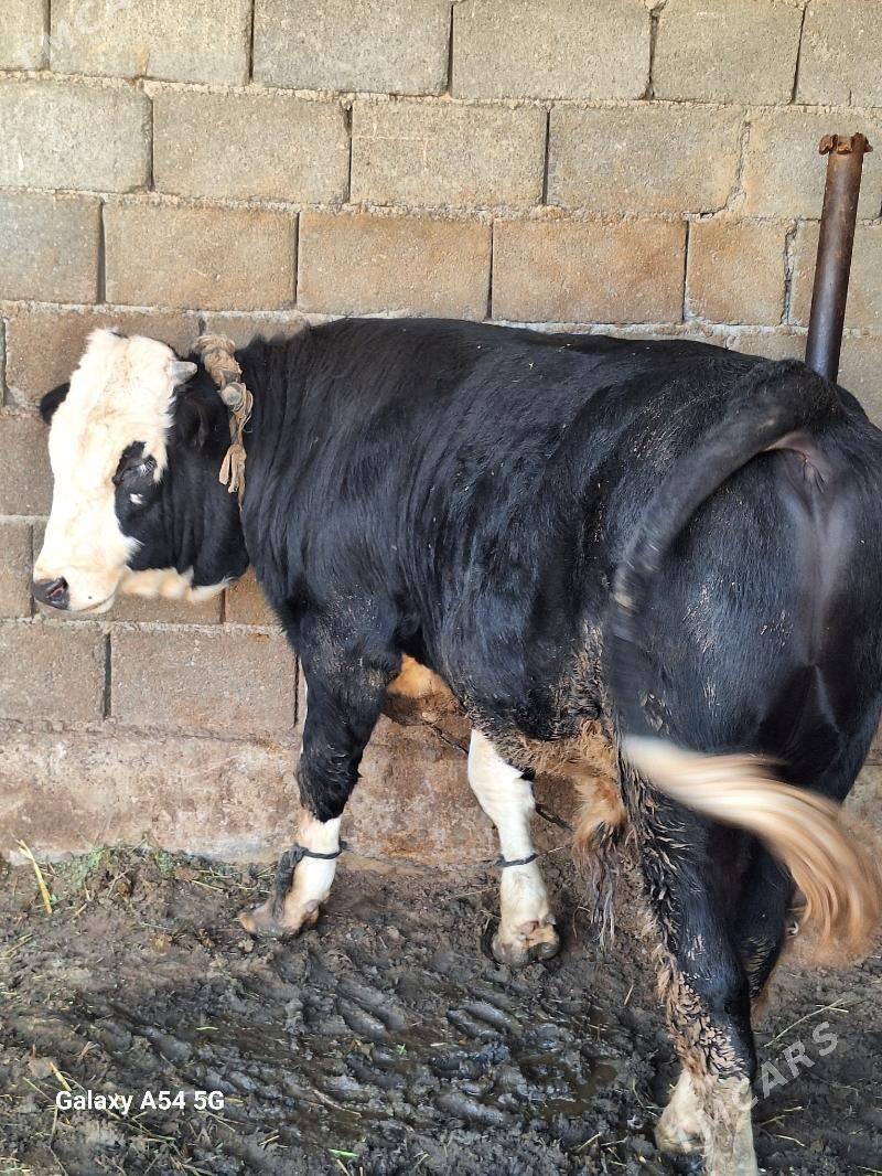 okiz - Gökdepe - img 2