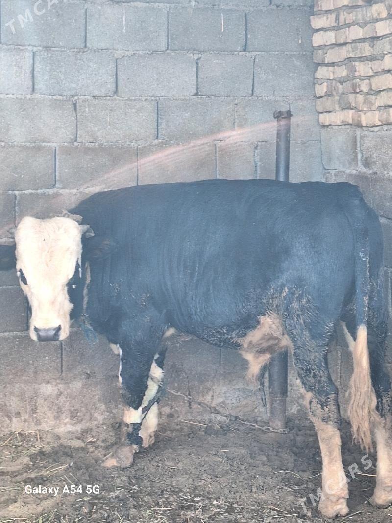 okiz - Gökdepe - img 6