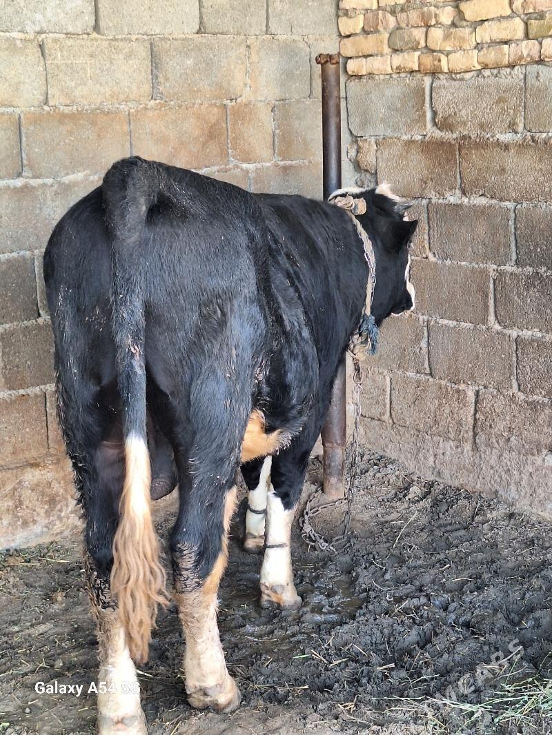 okiz - Gökdepe - img 1