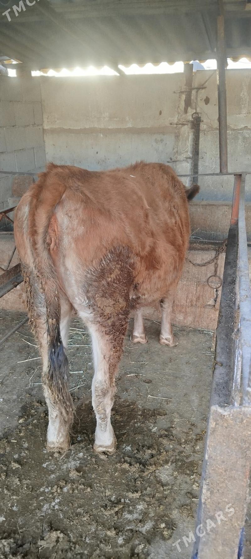 bakyly tuwe - Бахарден - img 2