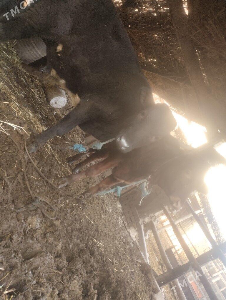 пародны окизлер - Çärjew - img 5