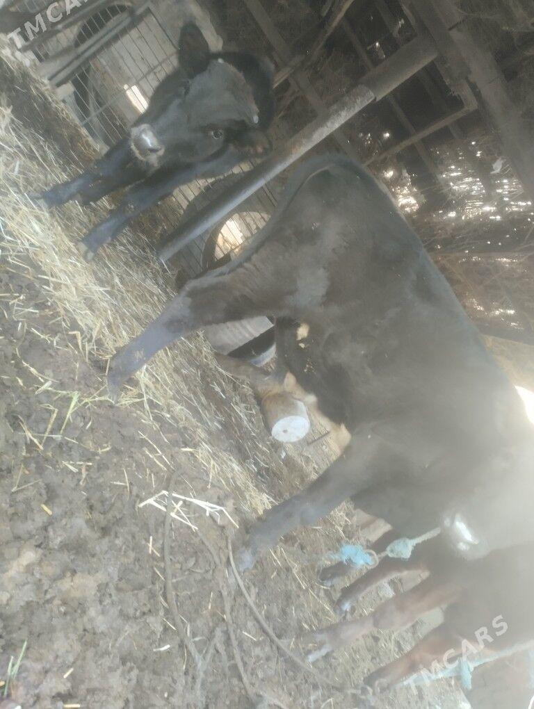 пародны окизлер - Çärjew - img 4