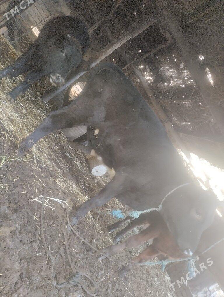 пародны окизлер - Çärjew - img 7