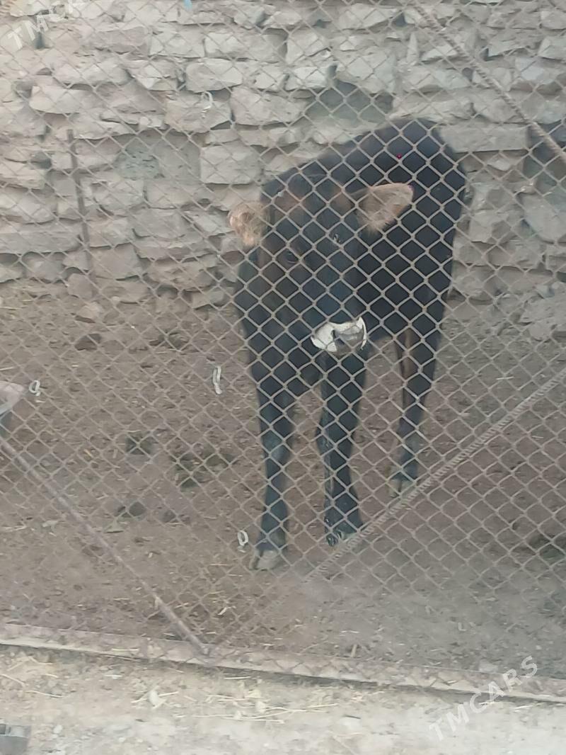 goleli sygyr - Gyzylarbat - img 6