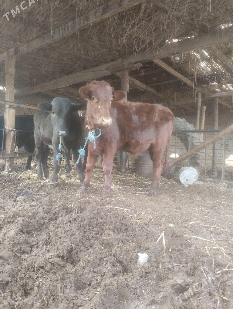 пародны окизлер - Çärjew - img 2