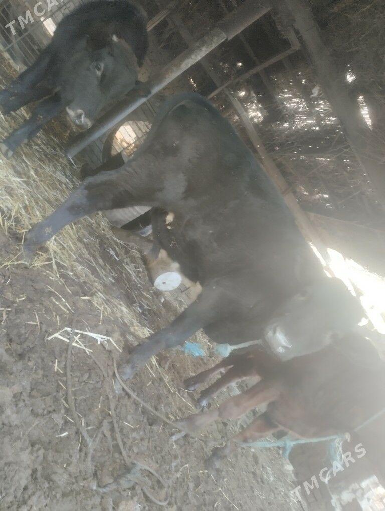 пародны окизлер - Çärjew - img 6