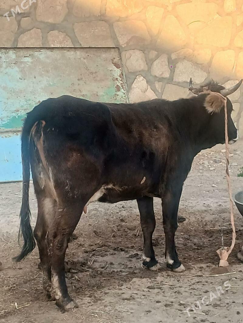 goleli sygyr - Gyzylarbat - img 2