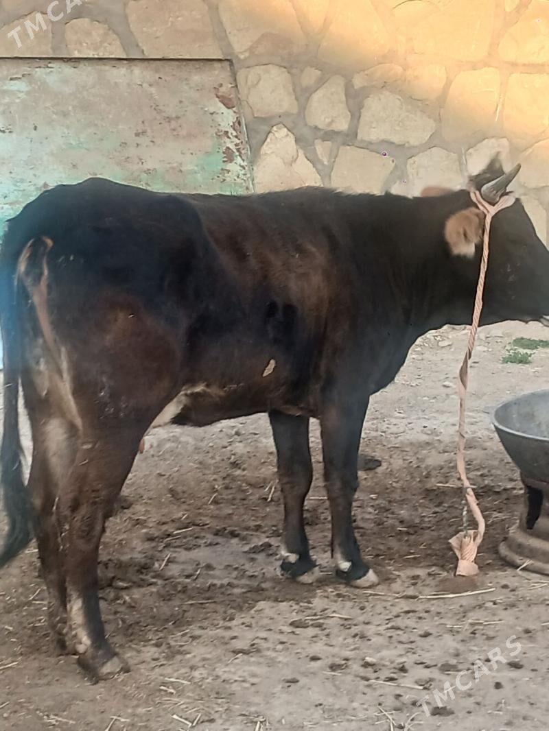 goleli sygyr - Gyzylarbat - img 3