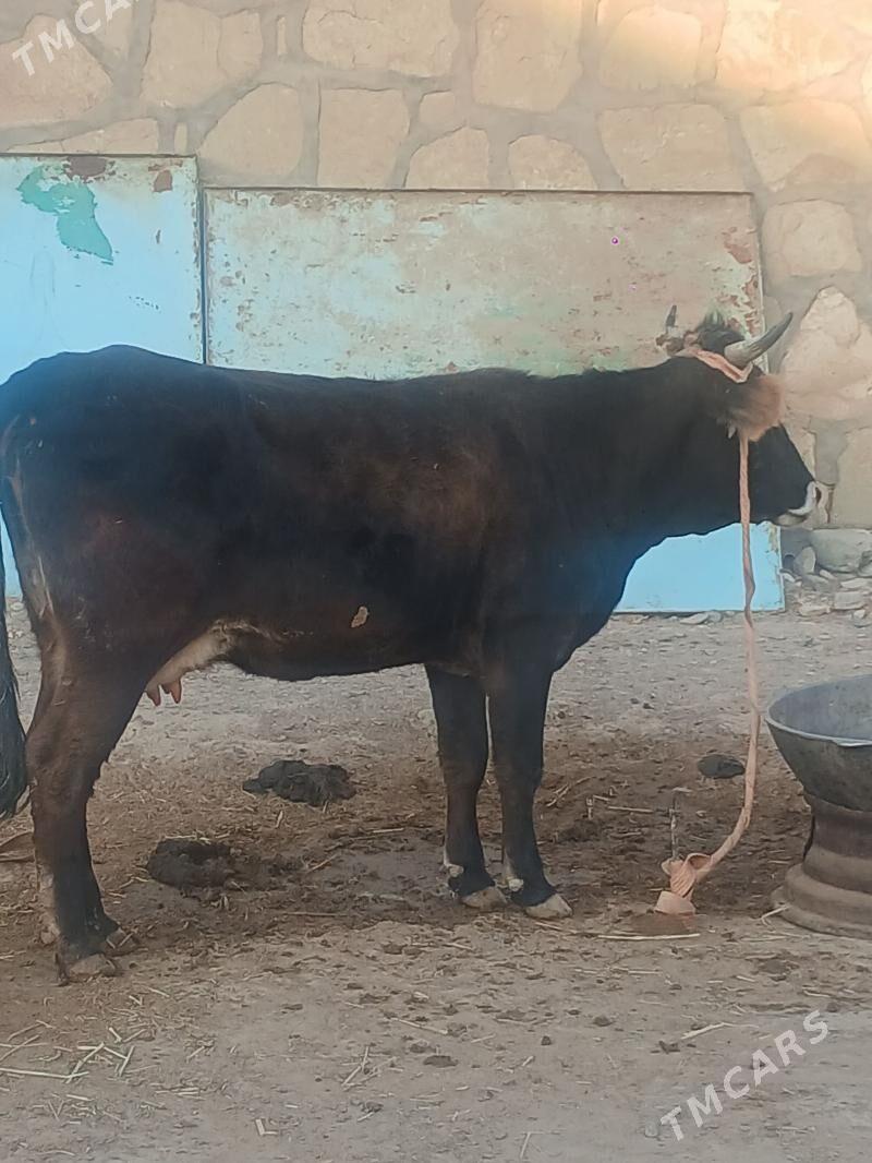 goleli sygyr - Gyzylarbat - img 5