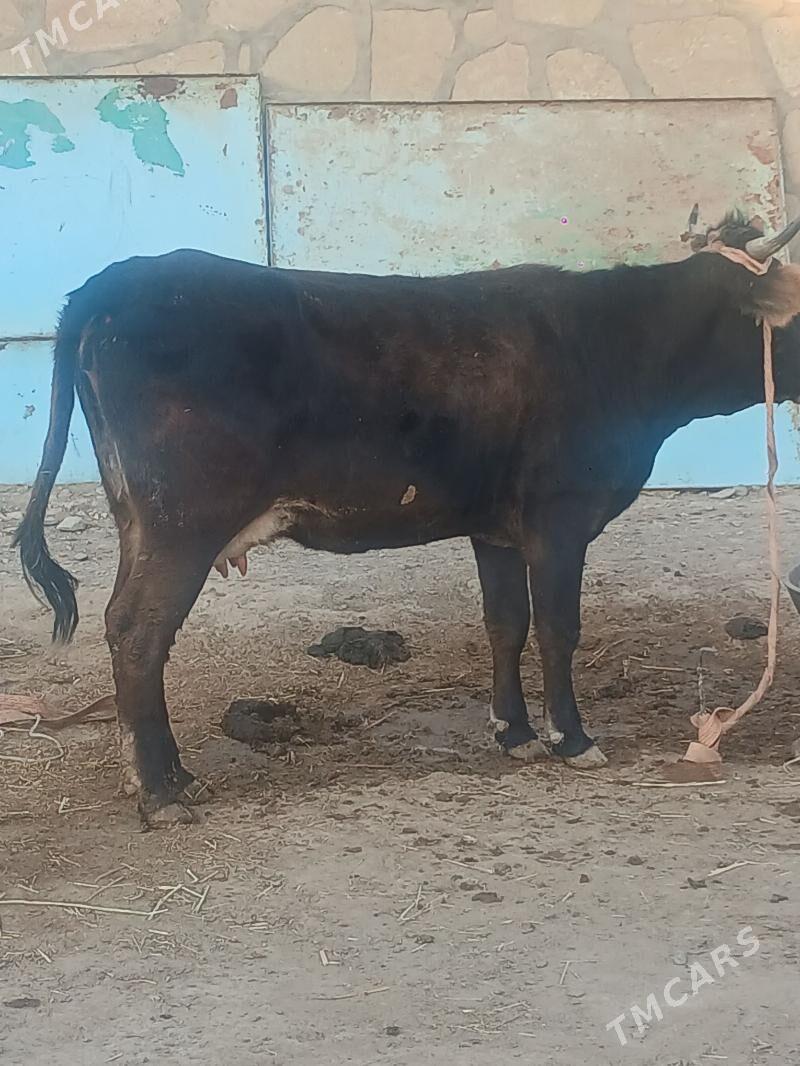 goleli sygyr - Gyzylarbat - img 4