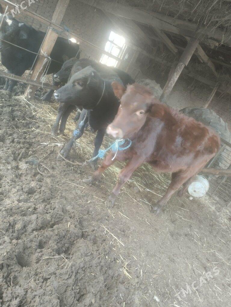 пародны окизлер - Çärjew - img 3