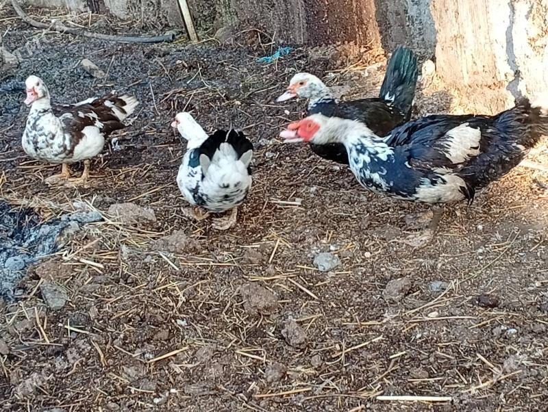 ordek muskus - Türkmenabat - img 1