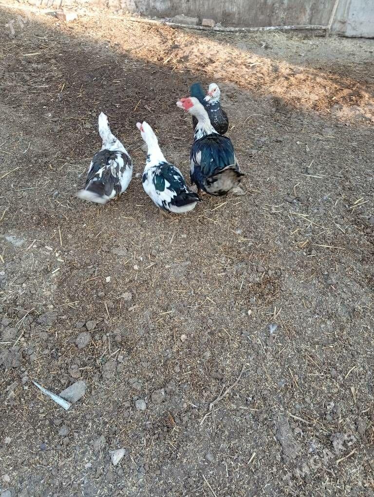 ordek muskus - Türkmenabat - img 4