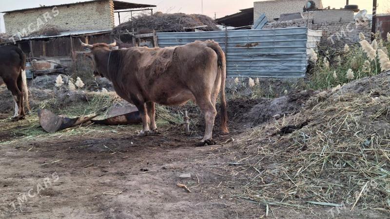 swet yetik bogaz - Çärjew - img 2