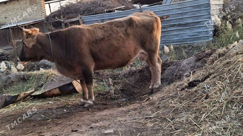 swet yetik bogaz - Çärjew - img 3