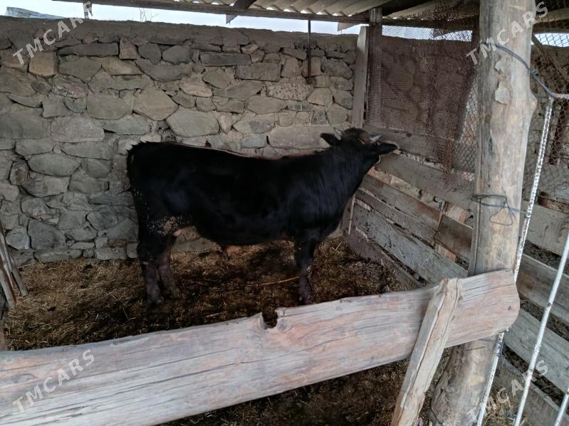 2 öküz - Bäherden - img 2