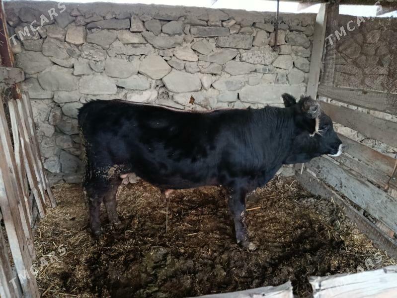 2 öküz - Bäherden - img 3