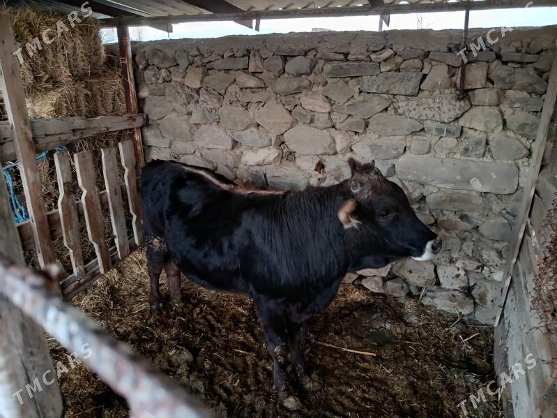 2 öküz - Bäherden - img 1