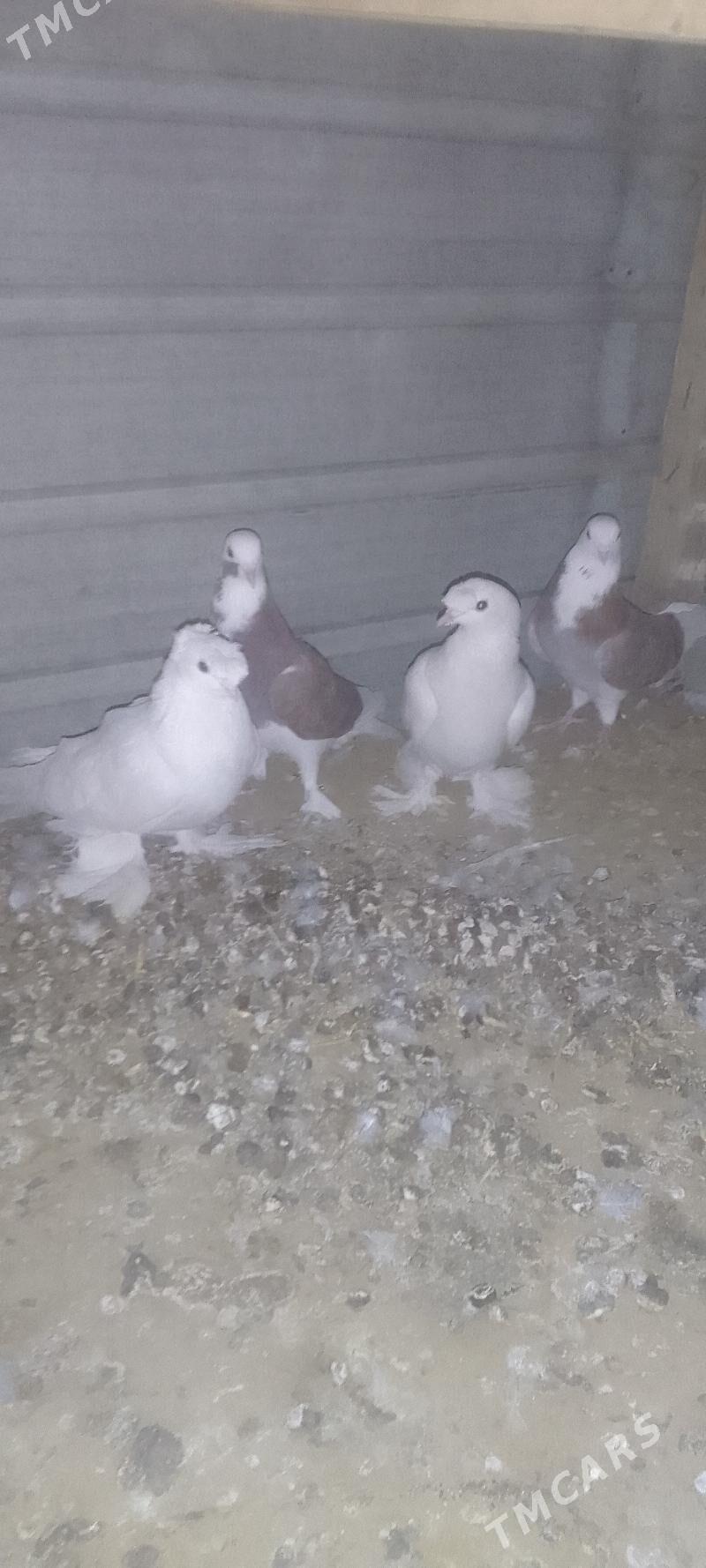 kepderi - Мары - img 4