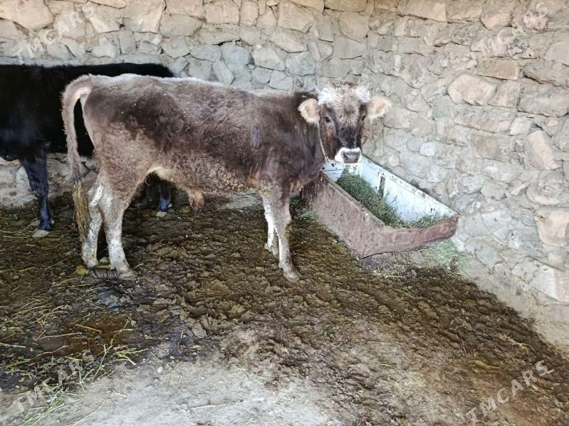 2 öküz - Bäherden - img 6