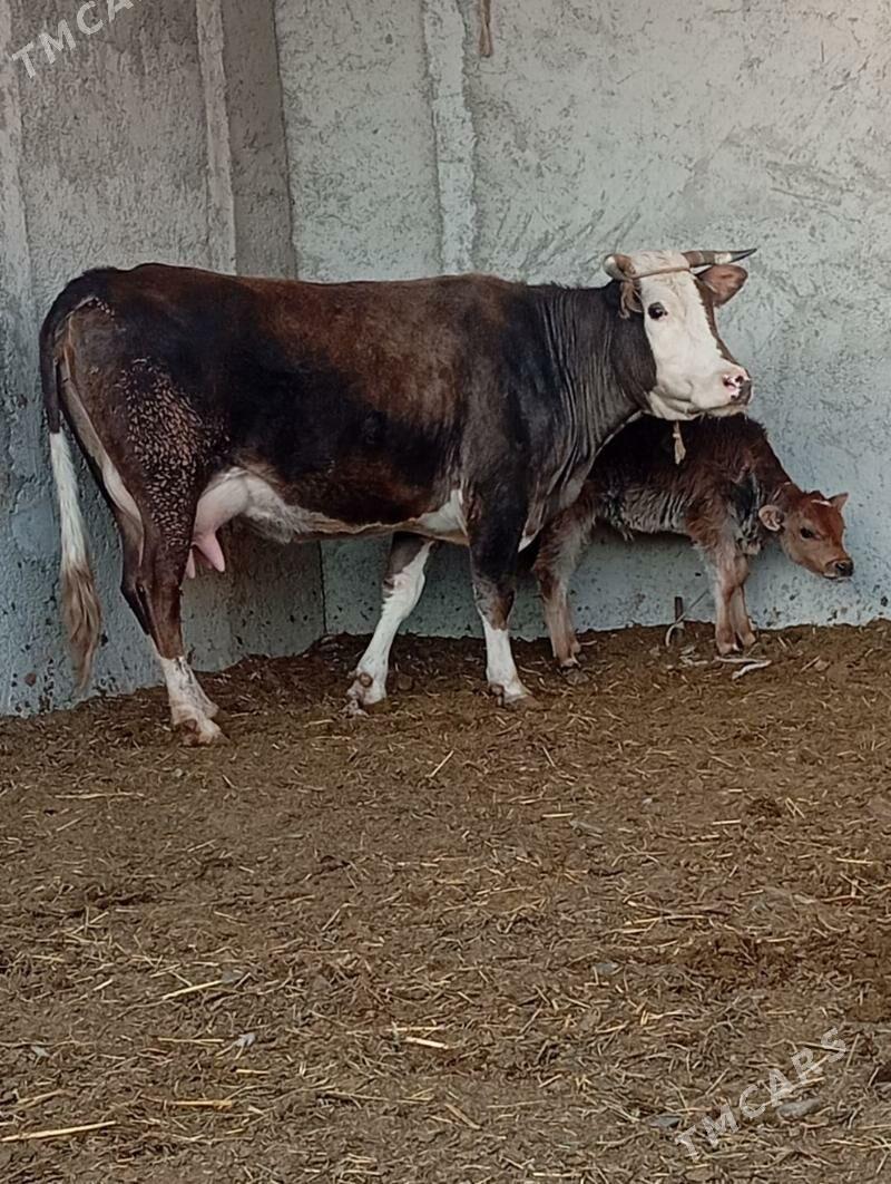 GÖLELI SYGYR - Gökdepe - img 4