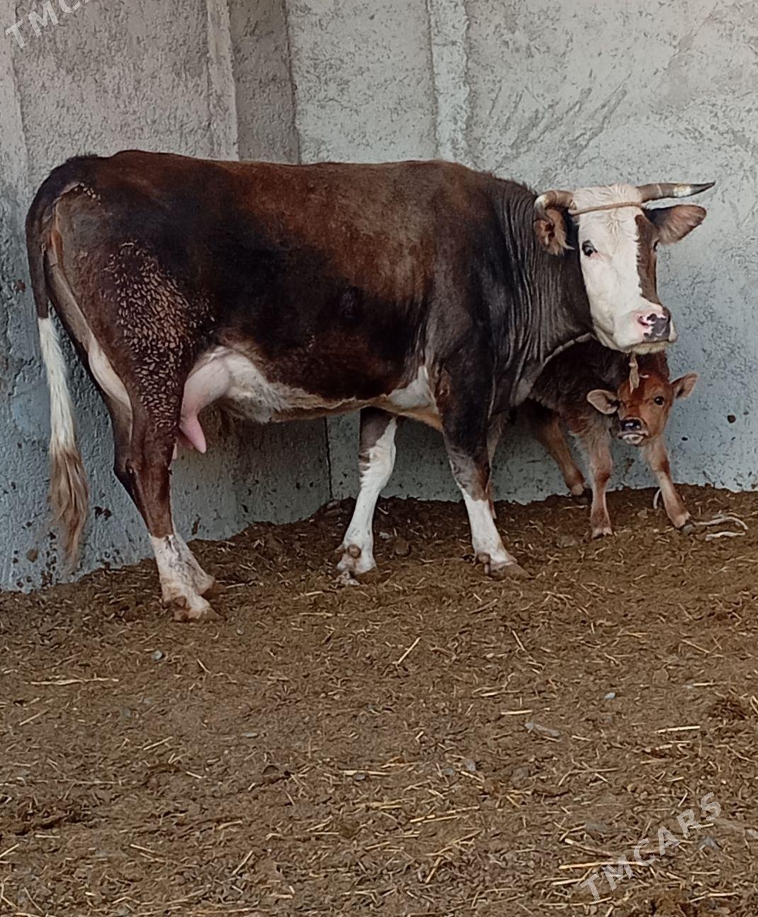 GÖLELI SYGYR - Gökdepe - img 2