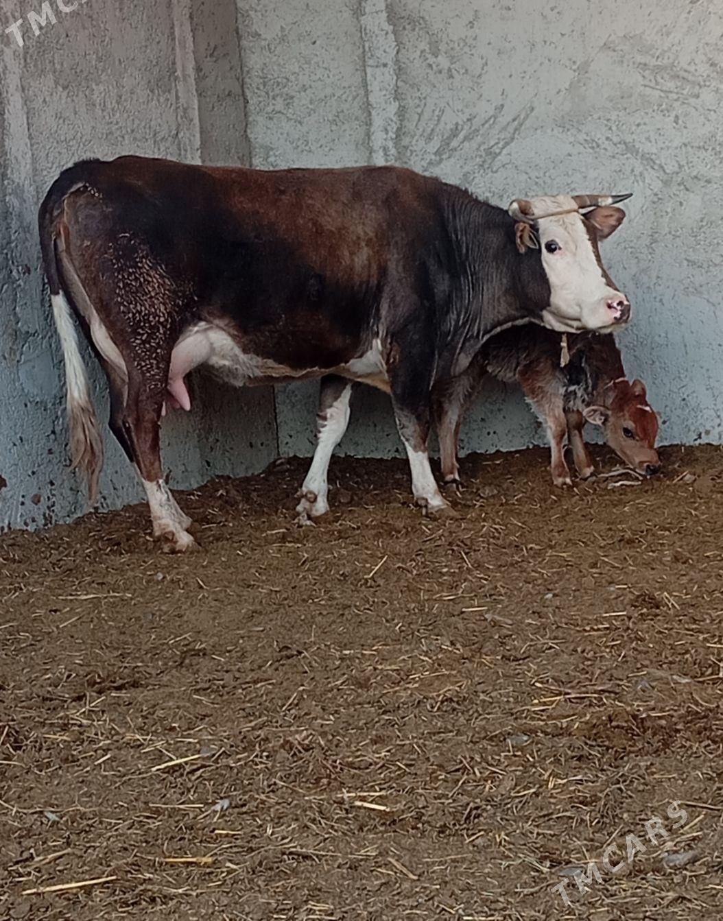 GÖLELI SYGYR - Gökdepe - img 3