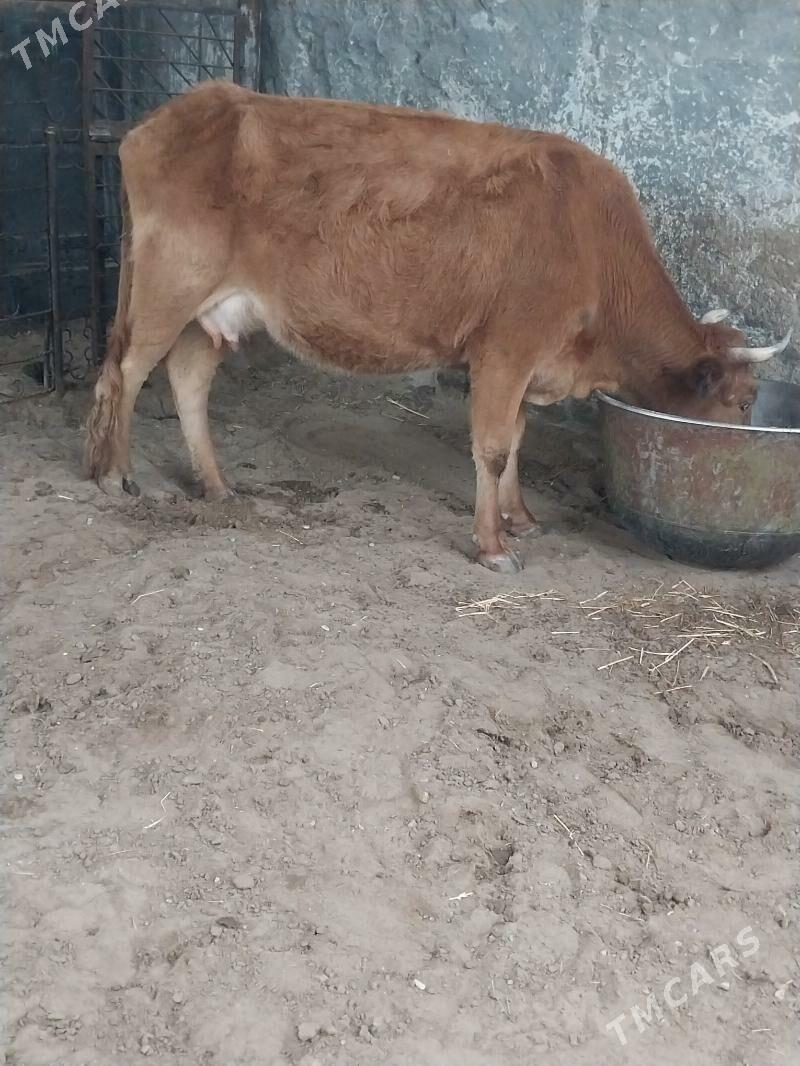 Sygyr - Balkanabat - img 1