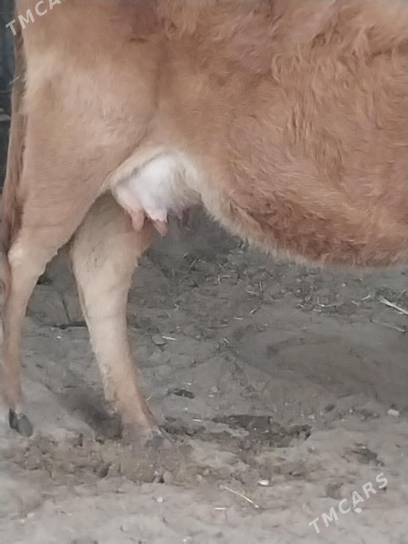 Sygyr - Balkanabat - img 2