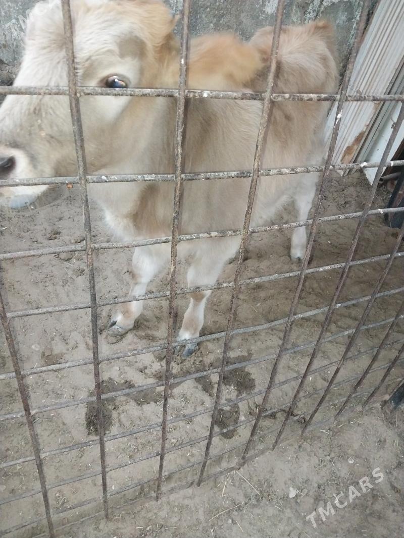 Sygyr - Balkanabat - img 4