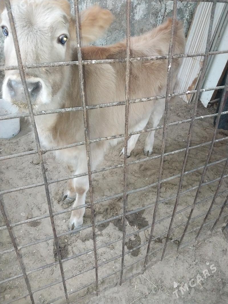 Sygyr - Balkanabat - img 5